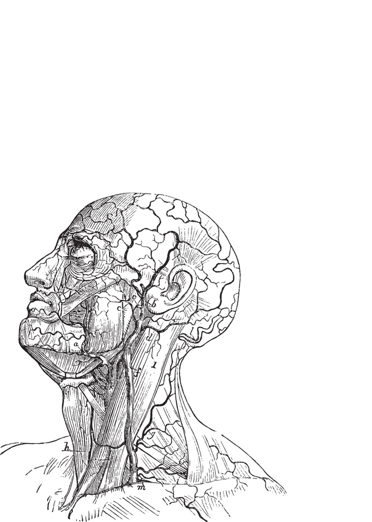 Anatomie des Kopfes